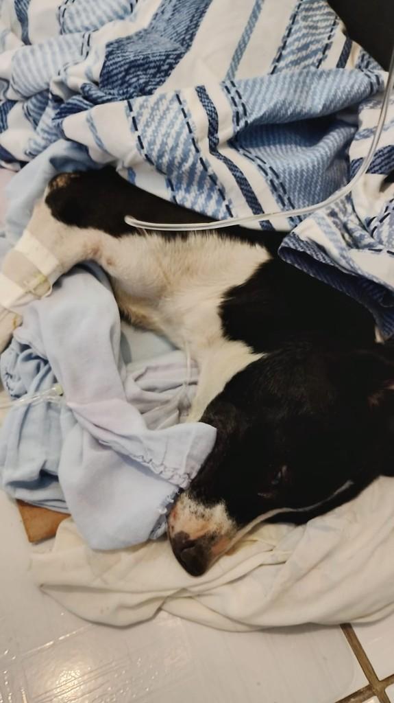 Marilu, cadela de porte pequeno para adoção em Cabreúva - SP