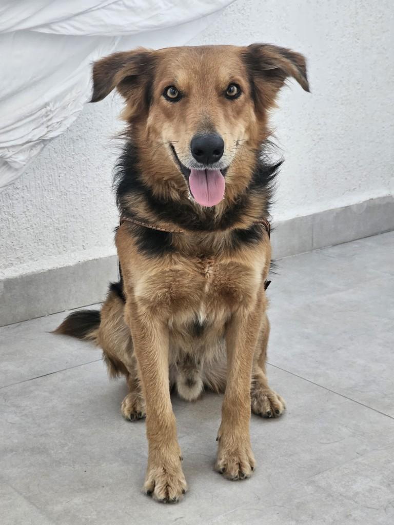 Meninão, cachorro de porte médio para adoção em Cabreúva - SP
