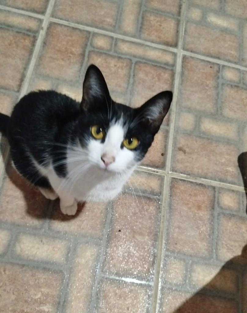 Filó, gata de porte pequeno para adoção em Cabreúva - SP