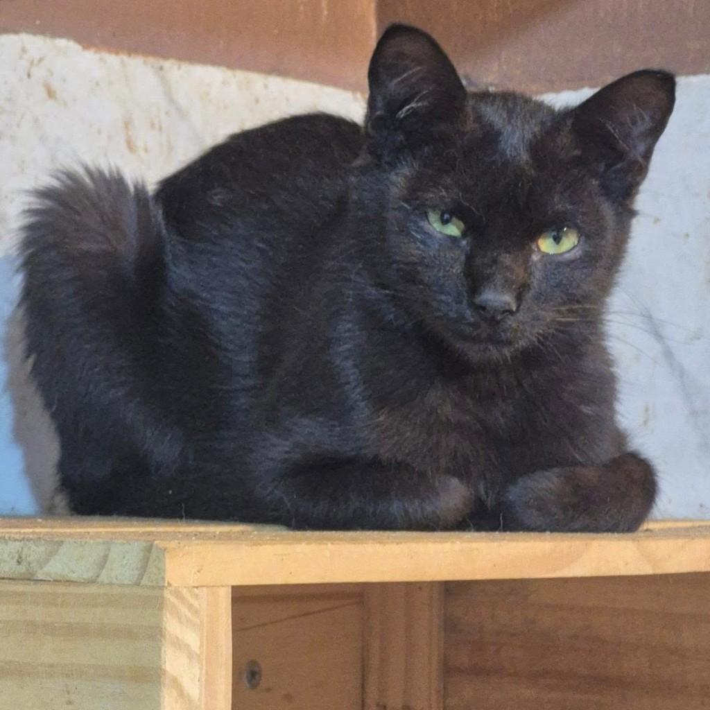 Pretinho, gato de porte pequeno para adoção em Jundiaí - SP