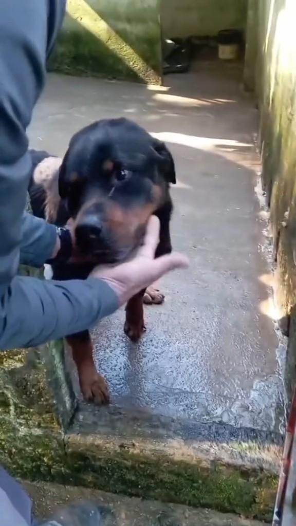Rock, cachorro de porte grande para adoção em Cabreúva - SP