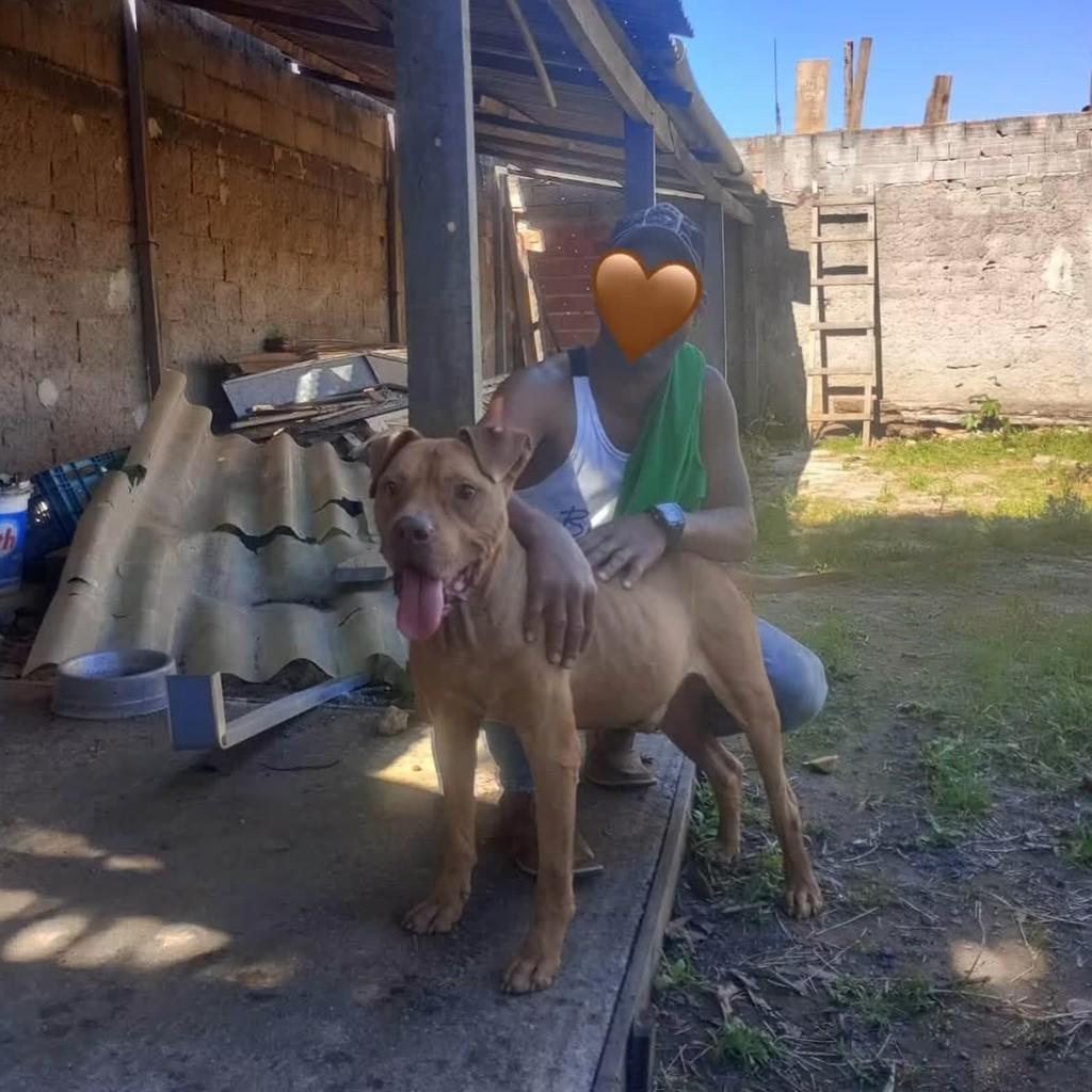 Alex, cachorro de porte médio para adoção em Cabreúva - SP