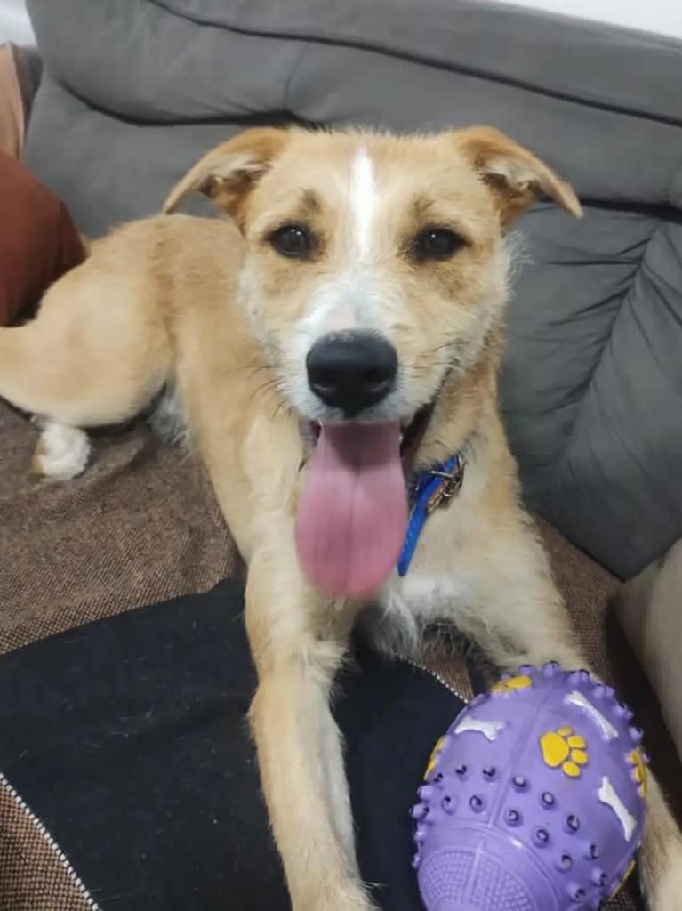Marley, cachorro de porte médio para adoção em Cabreúva - SP