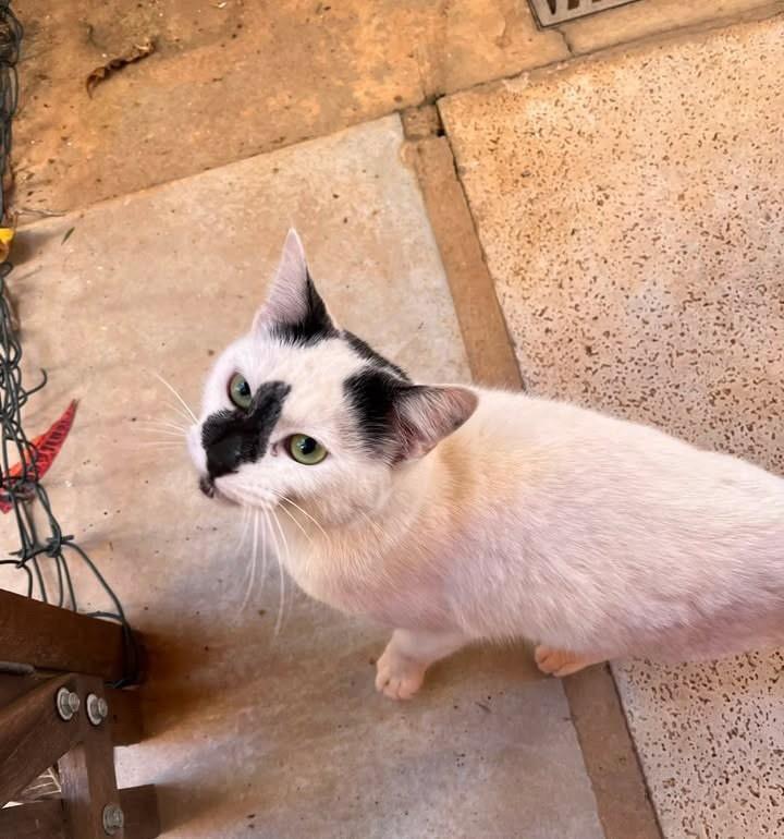 Bonitão, gato de porte médio para adoção em Cabreúva - SP