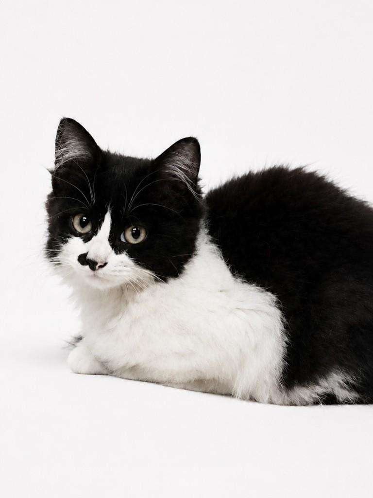 Meninha, gato de porte pequeno para adoção em Cabreúva - SP