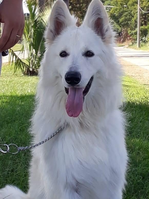 Apollo, cachorro de porte grande para adoção em Cabreúva - SP