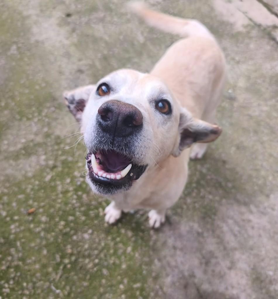 Bento, cachorro de porte médio para adoção em Cabreúva - SP