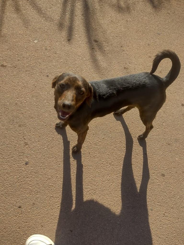 Kelly, cadela de porte pequeno para adoção em Cabreúva - SP