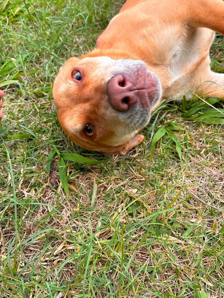 Mocinha, cachorro de porte médio para adoção em Cabreúva - SP