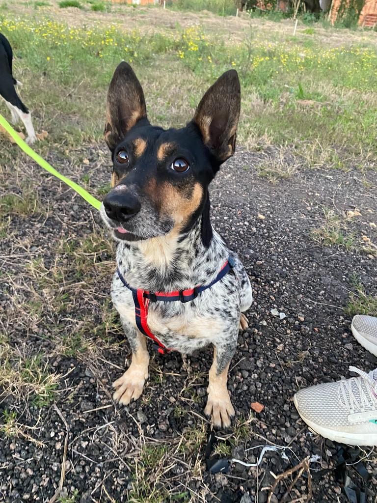 Teka, cachorro de porte pequeno para adoção em Cabreúva - SP