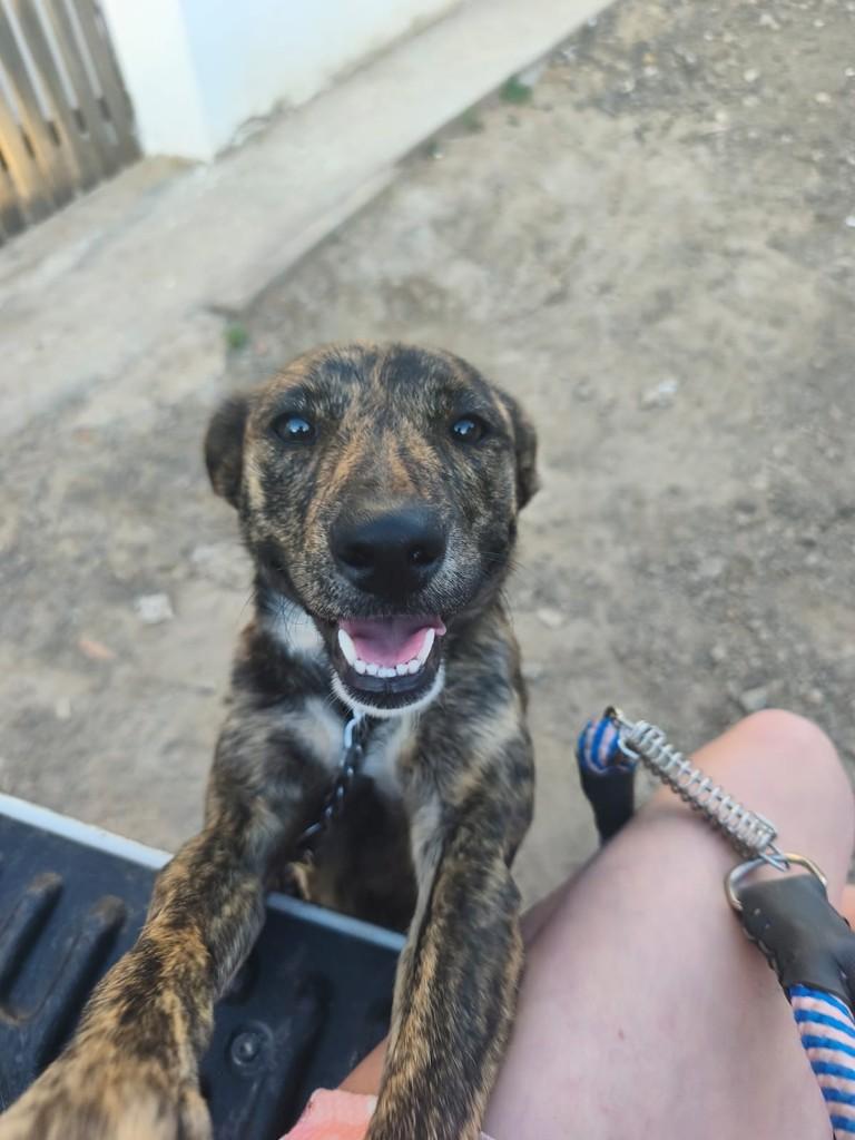 Sofia, cadela de porte pequeno para adoção em Cabreúva - SP