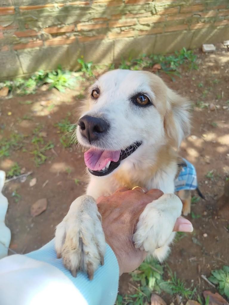 Felícia, cadela de porte médio para adoção em Cabreúva - SP
