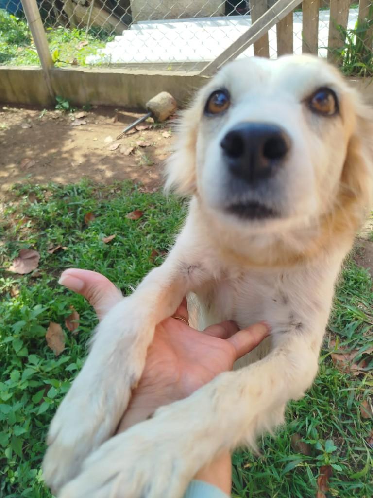 Felícia, cadela de porte médio para adoção em Cabreúva - SP — foto 5 de 5