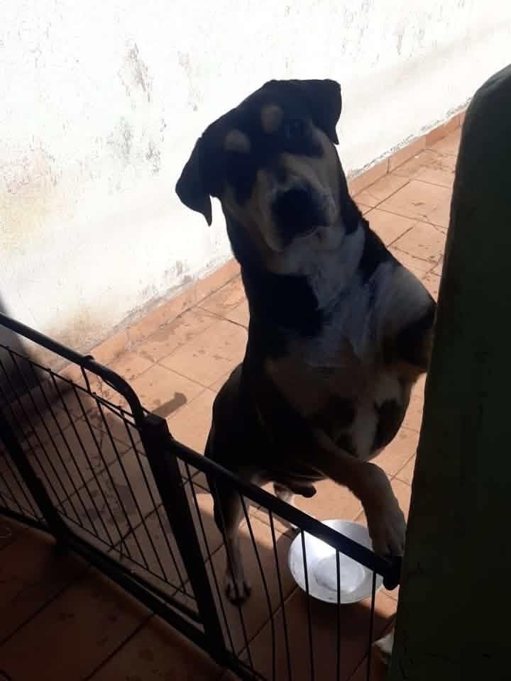 Theo, cachorro de porte médio para adoção em Cabreúva - SP