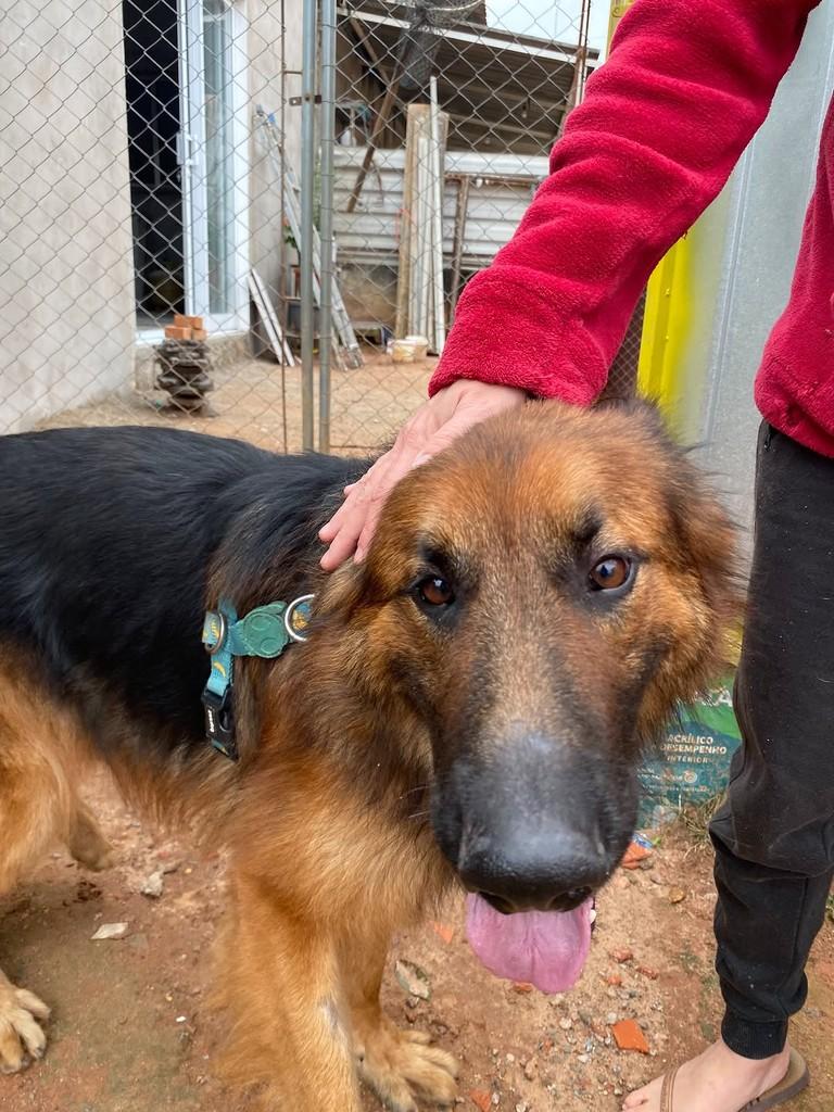 Sansão, cachorro de porte médio para adoção em Cabreúva - SP