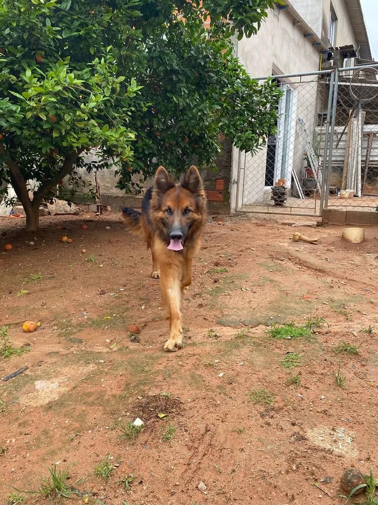 Sansão, cachorro de porte médio para adoção em Cabreúva - SP — foto 2 de 5