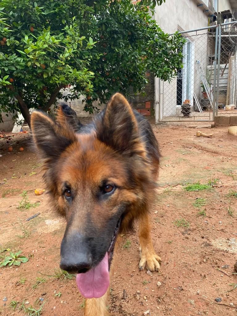Sansão, cachorro de porte médio para adoção em Cabreúva - SP — foto 3 de 5
