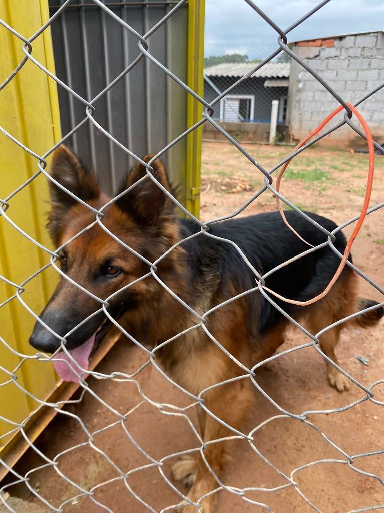 Sansão, cachorro de porte médio para adoção em Cabreúva - SP — foto 4 de 5