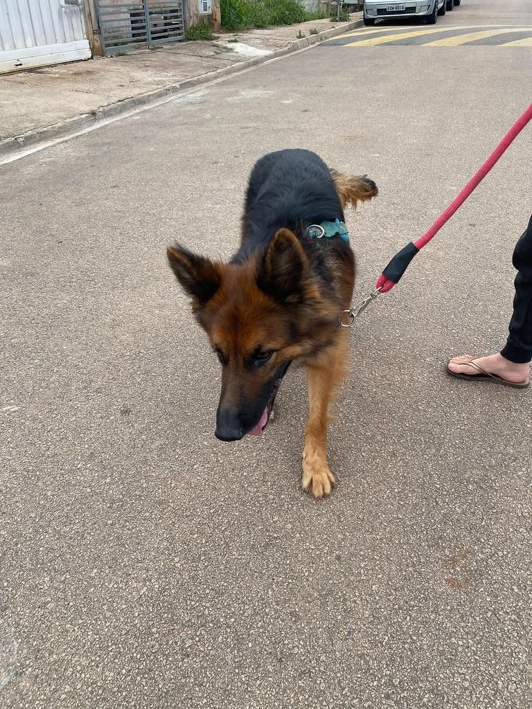 Sansão, cachorro de porte médio para adoção em Cabreúva - SP — foto 5 de 5