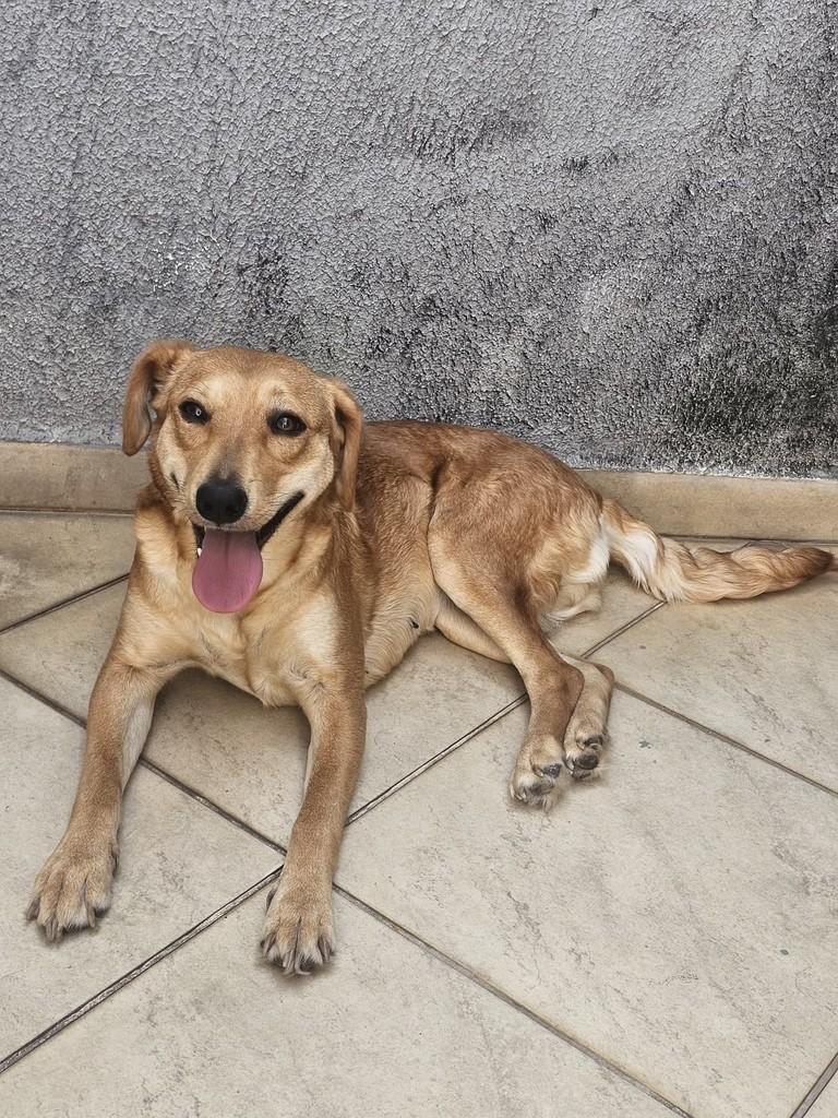 Lana, cadela de porte médio para adoção em Cabreúva - SP