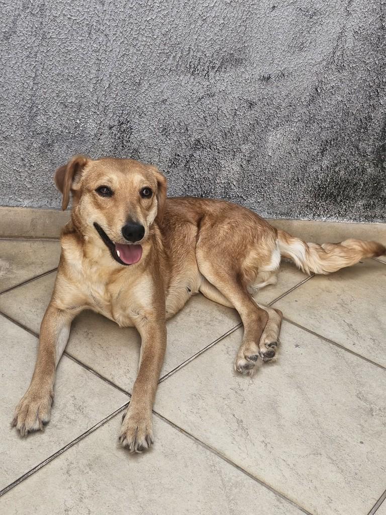 Lana, cadela de porte médio para adoção em Cabreúva - SP — foto 2 de 2