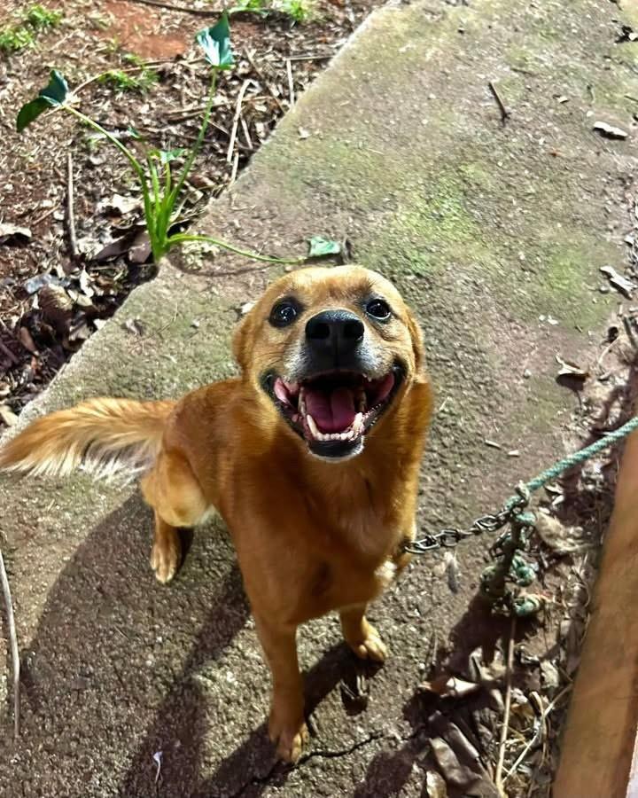 Toby, cachorro de porte médio para adoção em Cabreúva - SP