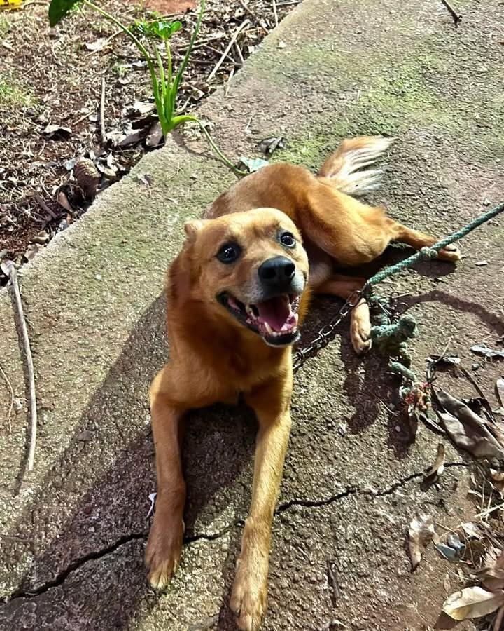 Toby, cachorro de porte médio para adoção em Cabreúva - SP — foto 2 de 4