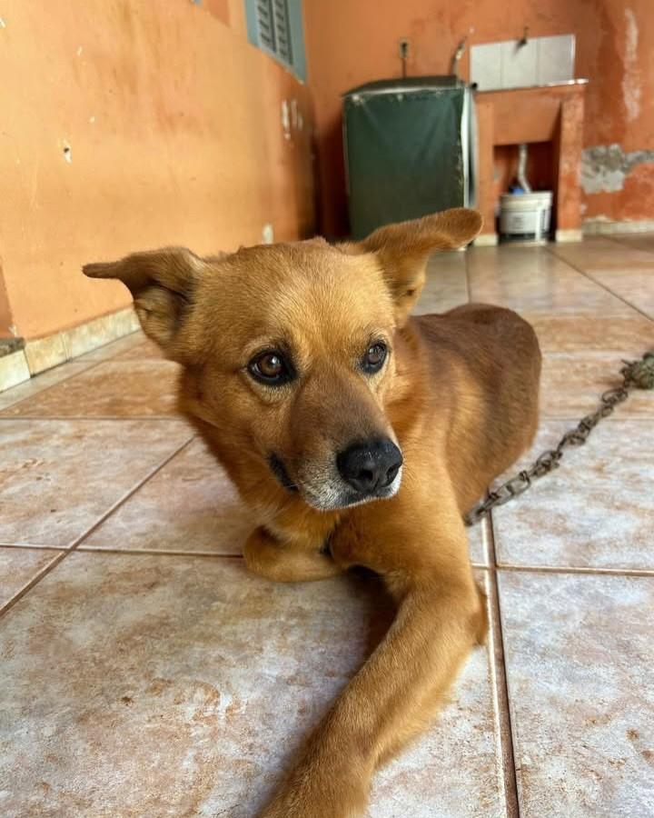Toby, cachorro de porte médio para adoção em Cabreúva - SP — foto 3 de 4