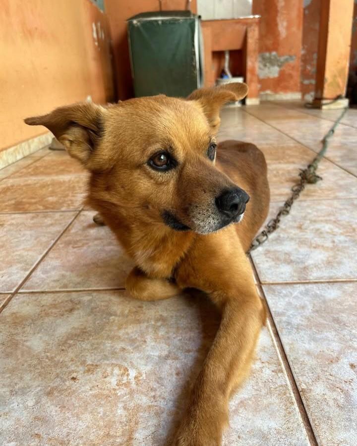 Toby, cachorro de porte médio para adoção em Cabreúva - SP — foto 4 de 4