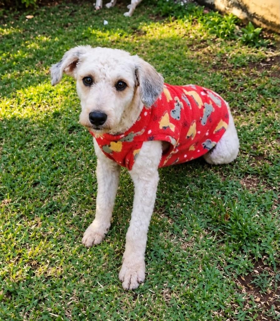 Bob, cachorro de porte pequeno para adoção em Cabreúva - SP