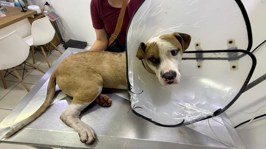Nero, cachorro de porte médio para adoção em Valinhos - SP