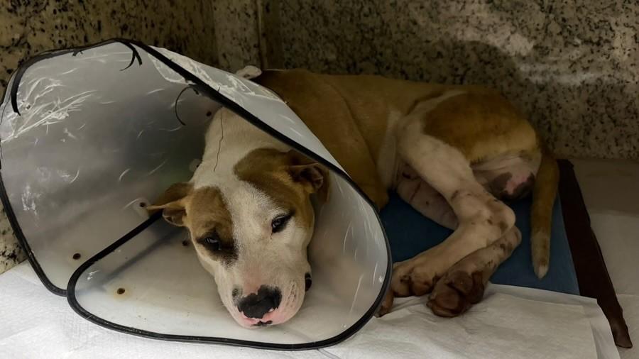 Nero, cachorro de porte médio para adoção em Valinhos - SP — foto 2 de 6
