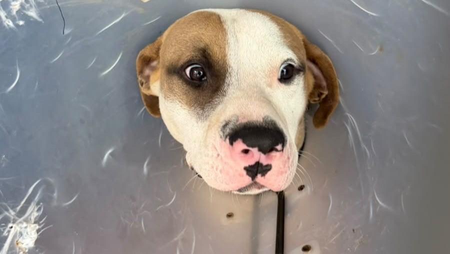 Nero, cachorro de porte médio para adoção em Valinhos - SP — foto 3 de 6