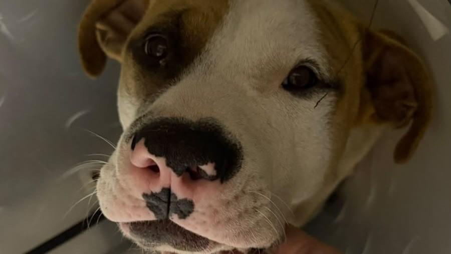 Nero, cachorro de porte médio para adoção em Valinhos - SP — foto 4 de 6