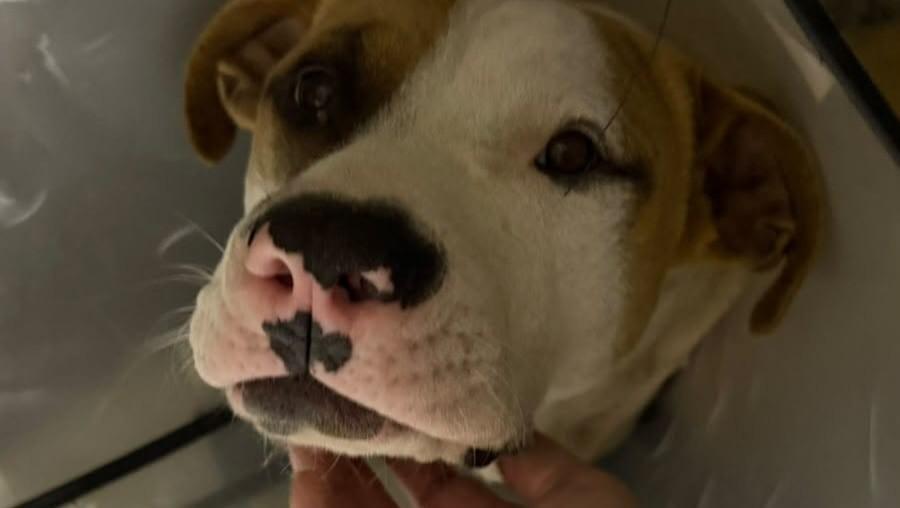 Nero, cachorro de porte médio para adoção em Valinhos - SP — foto 5 de 6