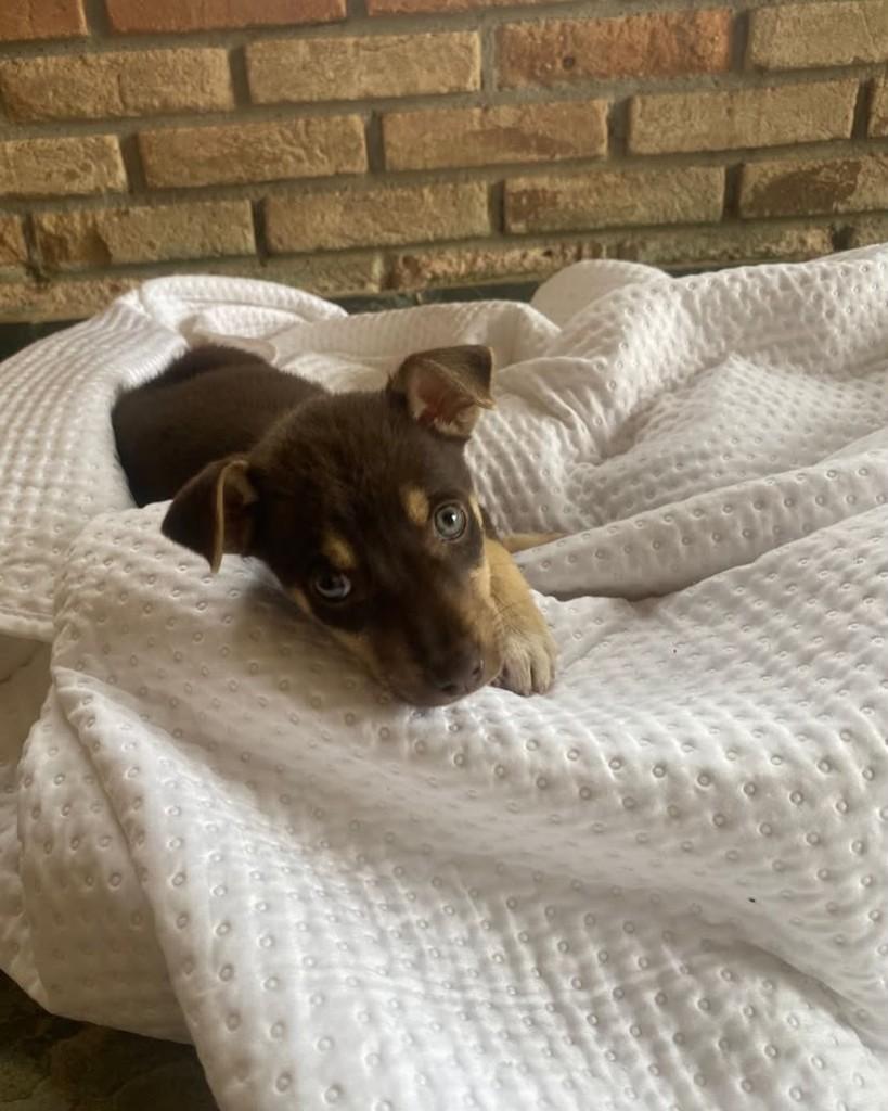 Eva, cachorro de porte médio para adoção em Cabreúva - SP