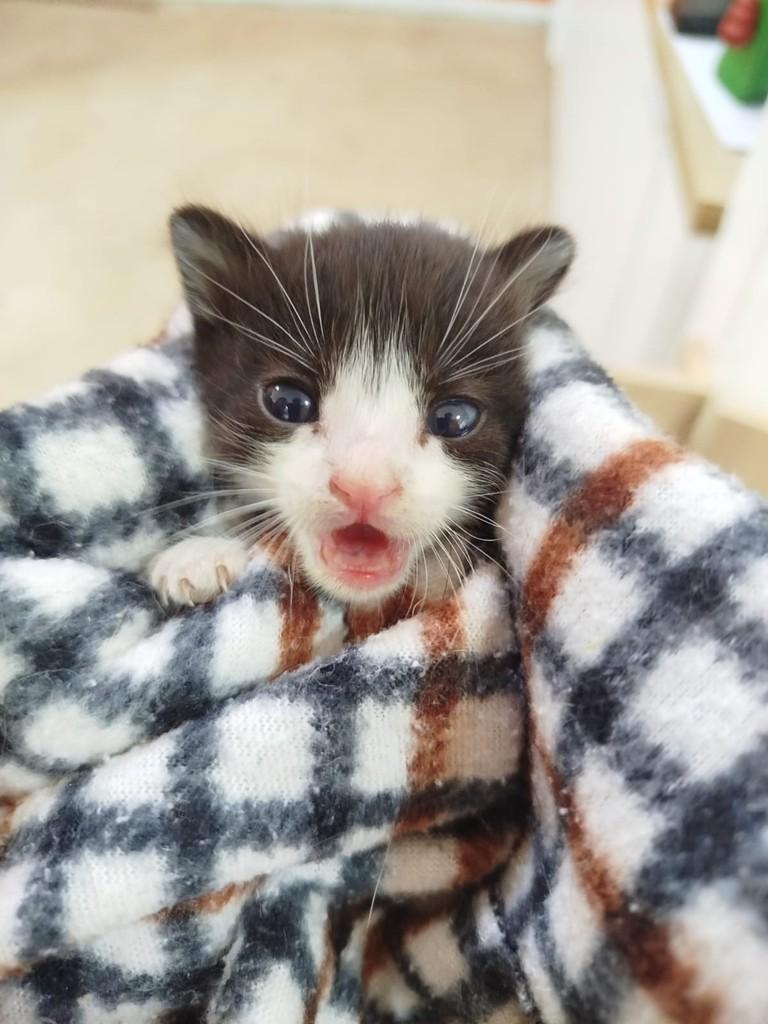Zenti, gato de porte pequeno para adoção em Itu - SP