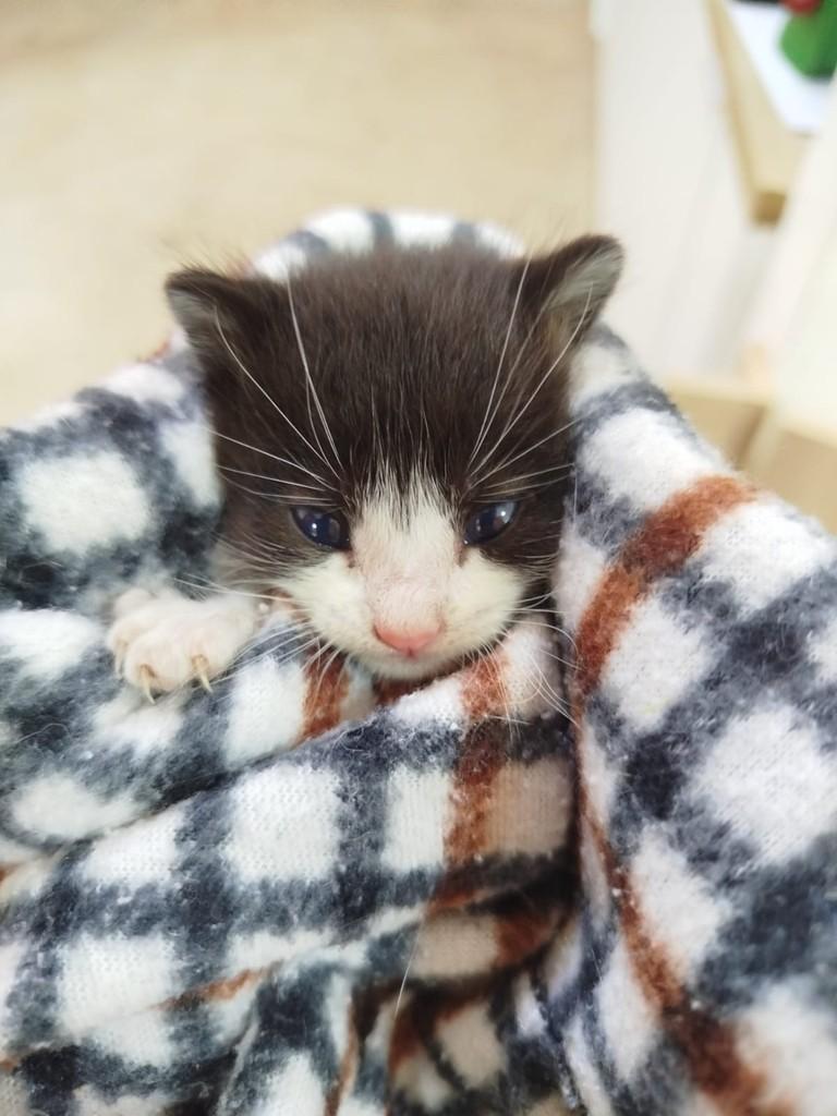 Zenti, gato de porte pequeno para adoção em Itu - SP — foto 2 de 2
