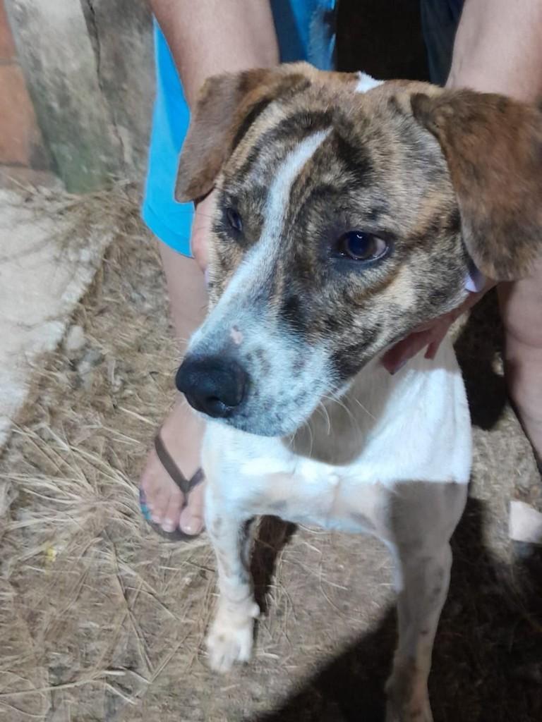 Cai, cachorro de porte médio para adoção em Cabreúva - SP