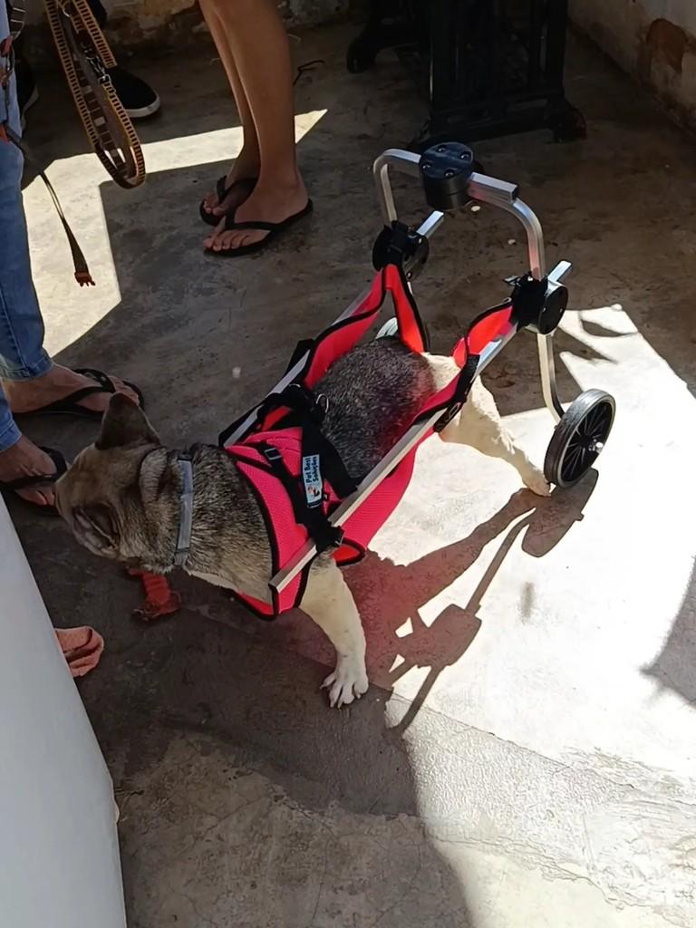Meg, cadela de porte pequeno para adoção em Sete Lagoas - MG