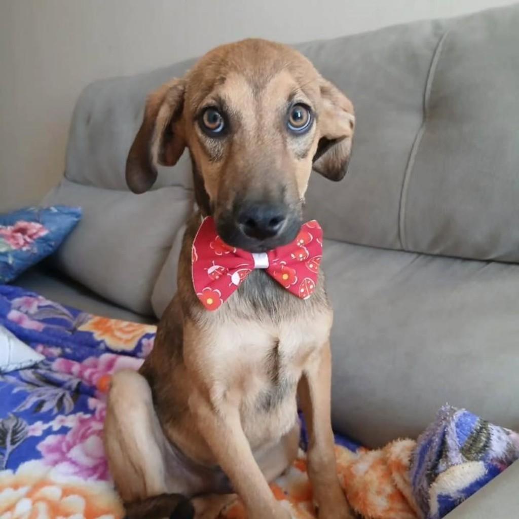 Thor, cachorro de porte grande para adoção em Anápolis - GO