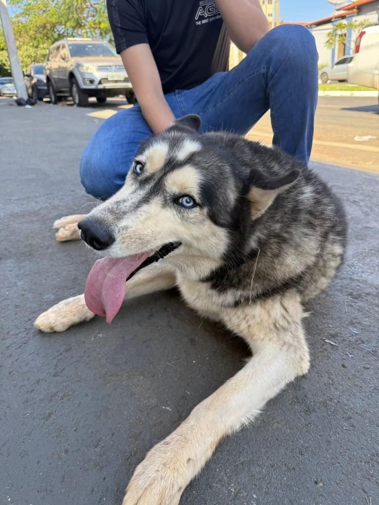 Doguinho, cachorro de porte pequeno para adoção em Anápolis - GO