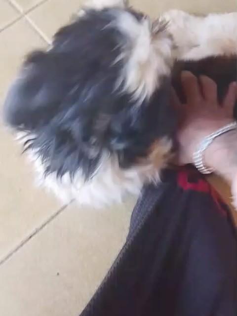 Pipo, cachorro de porte pequeno para adoção em Anápolis - GO