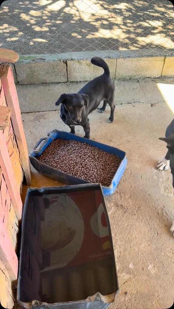 Pitica, cadela de porte pequeno para adoção em Anápolis - GO