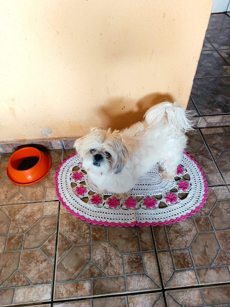 Apollo, cachorro de porte pequeno para adoção em Anápolis - GO