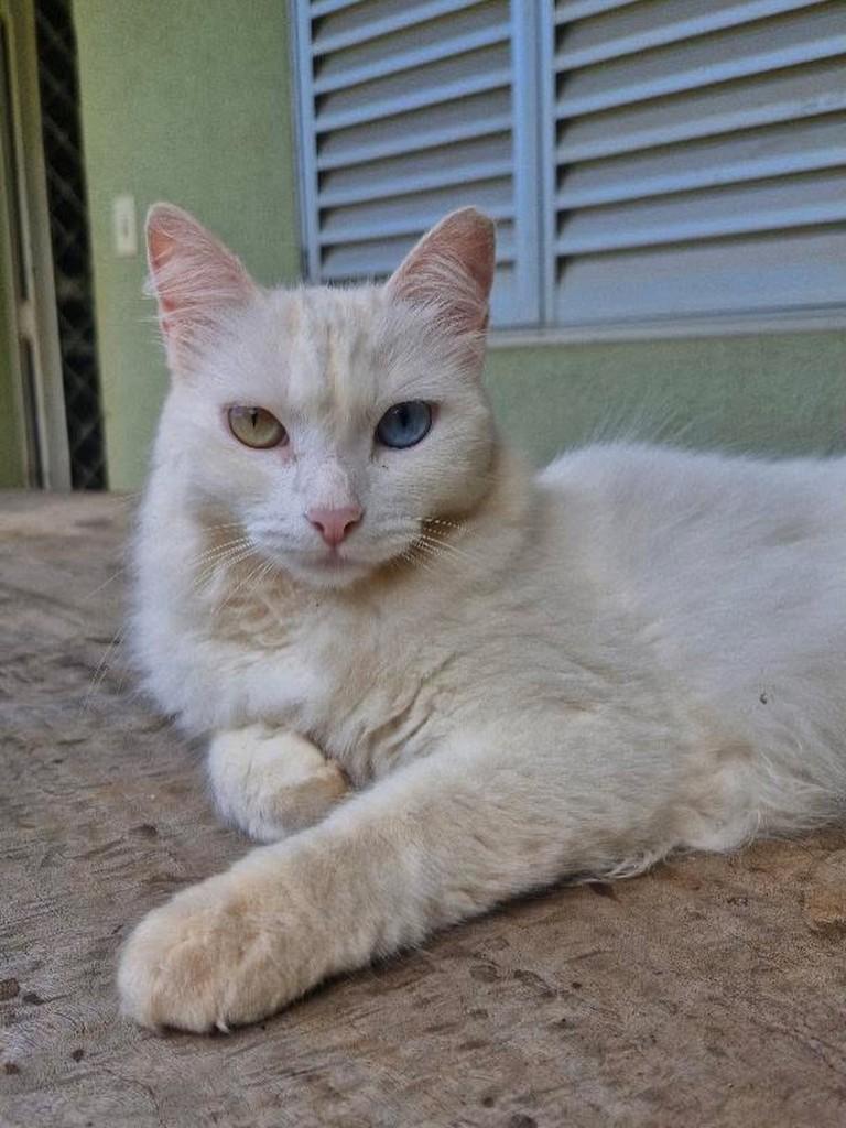 Baby, gata de porte médio para adoção em Anápolis - GO