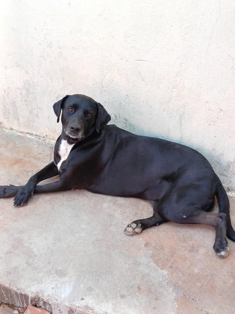 Preta, cadela de porte médio para adoção em Anápolis - GO