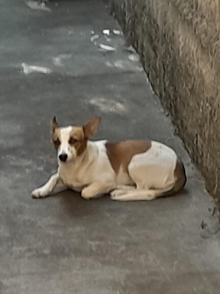 Jack Russell terrier, cadela de porte pequeno para adoção em Anápolis - GO