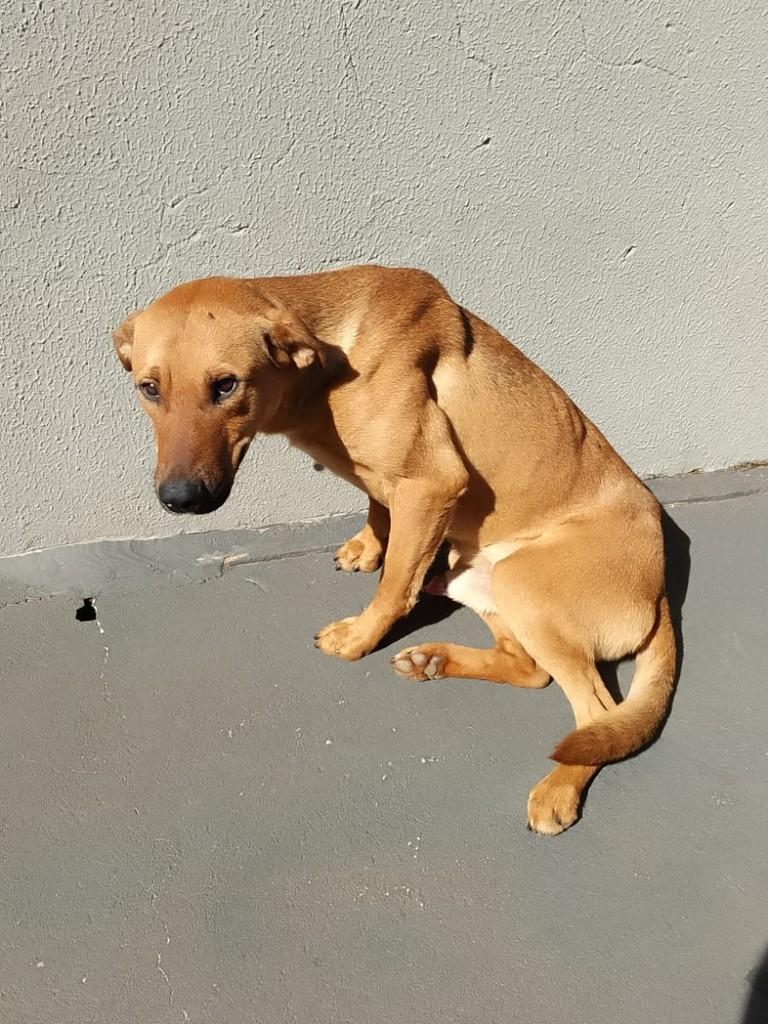 Meninão, cachorro de porte médio para adoção em Colorado - PR
