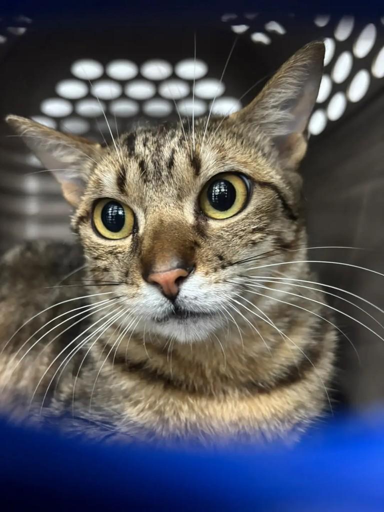Lolla, gata de porte pequeno para adoção em Ibirama - SC